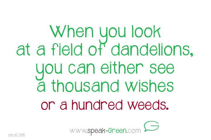 2015-05-08 - field of dandelions